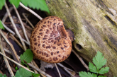 A Dryad's saddle mushroom on a log during spring.