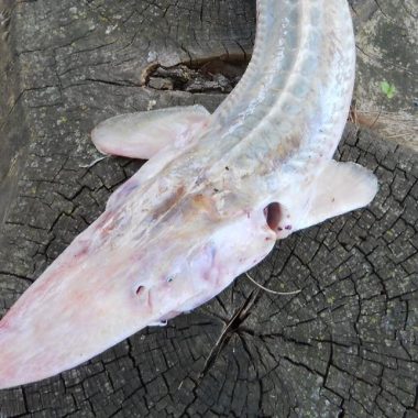 Head view of pallid sturgeon.