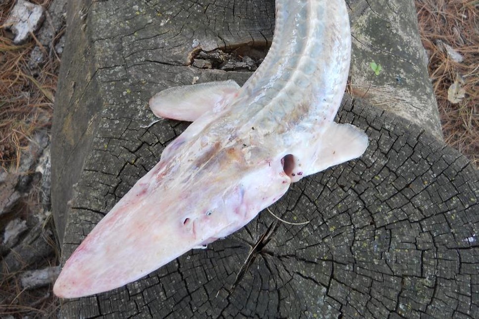 Head view of pallid sturgeon.