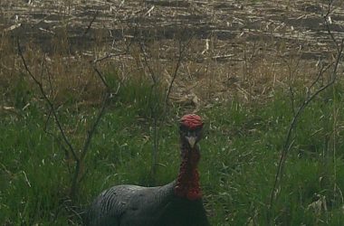 Turkey looking at trail camera.