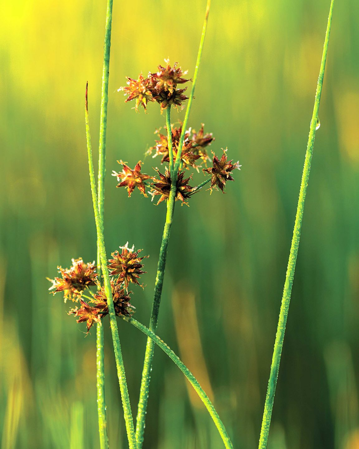 perennial knotted rush blooming