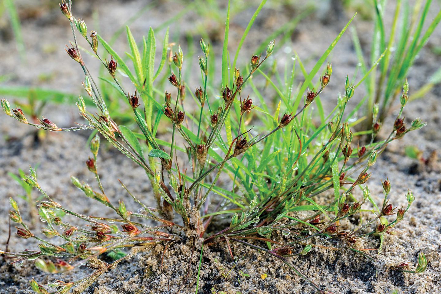 Toad rush seedpods ripen.