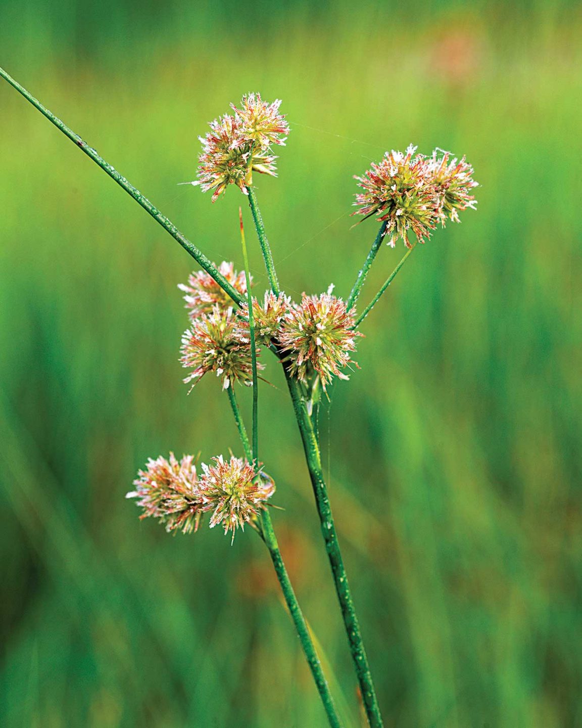 Torrey's rush plant.