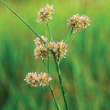 Torrey's rush plant.