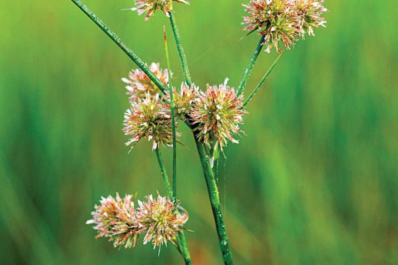 Torrey's rush plant.