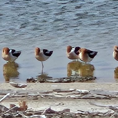 Shorebirds resting on a shoreline.