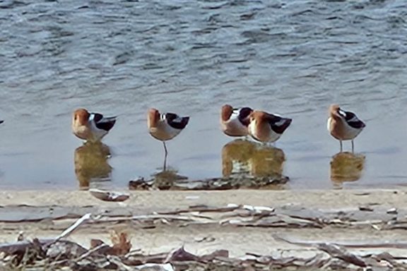 Shorebirds resting on a shoreline.