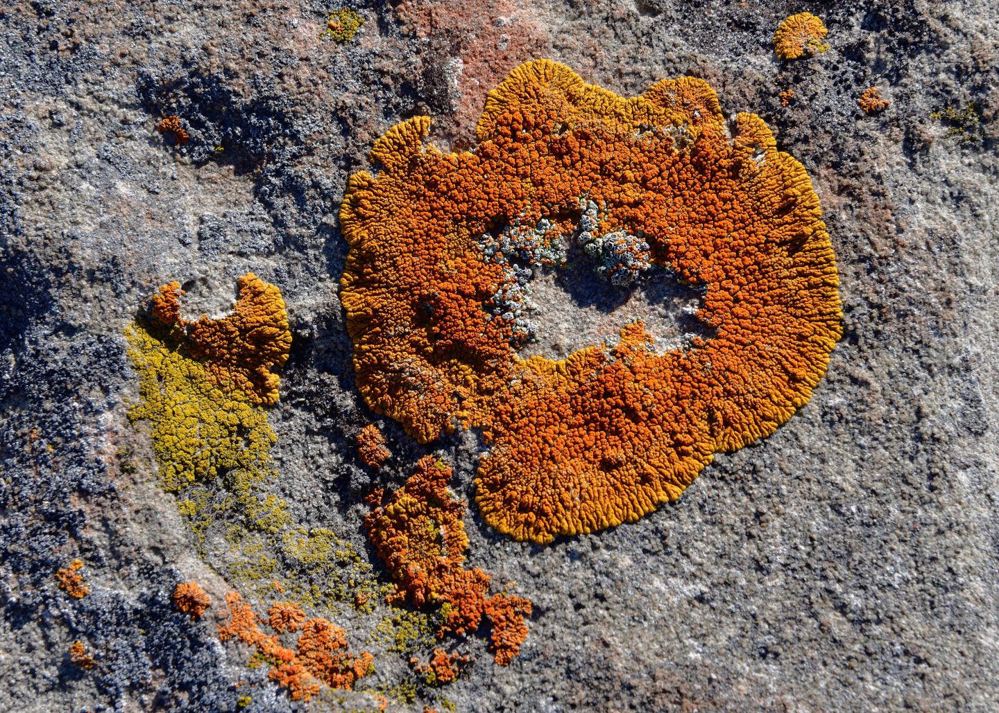 Lichen on sandstone at Toadstool Geologic Park.