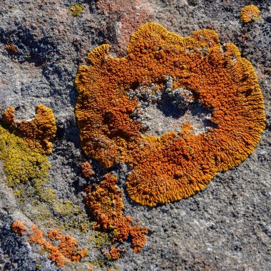 Lichen on sandstone at Toadstool Geologic Park.