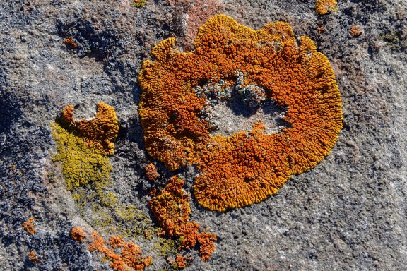 Lichen on sandstone at Toadstool Geologic Park.