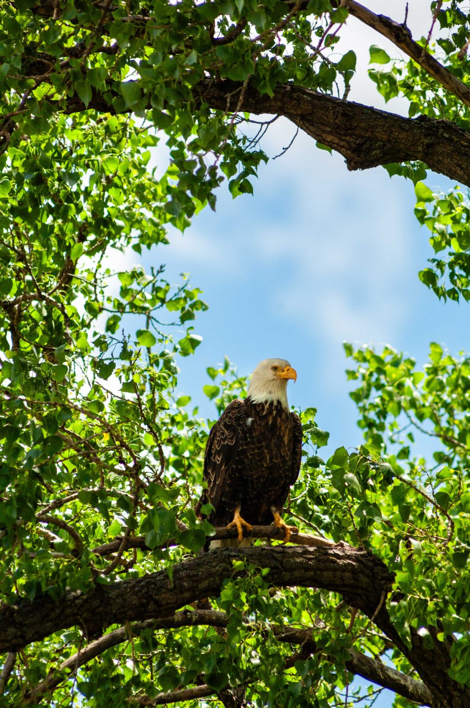 Bald eagle