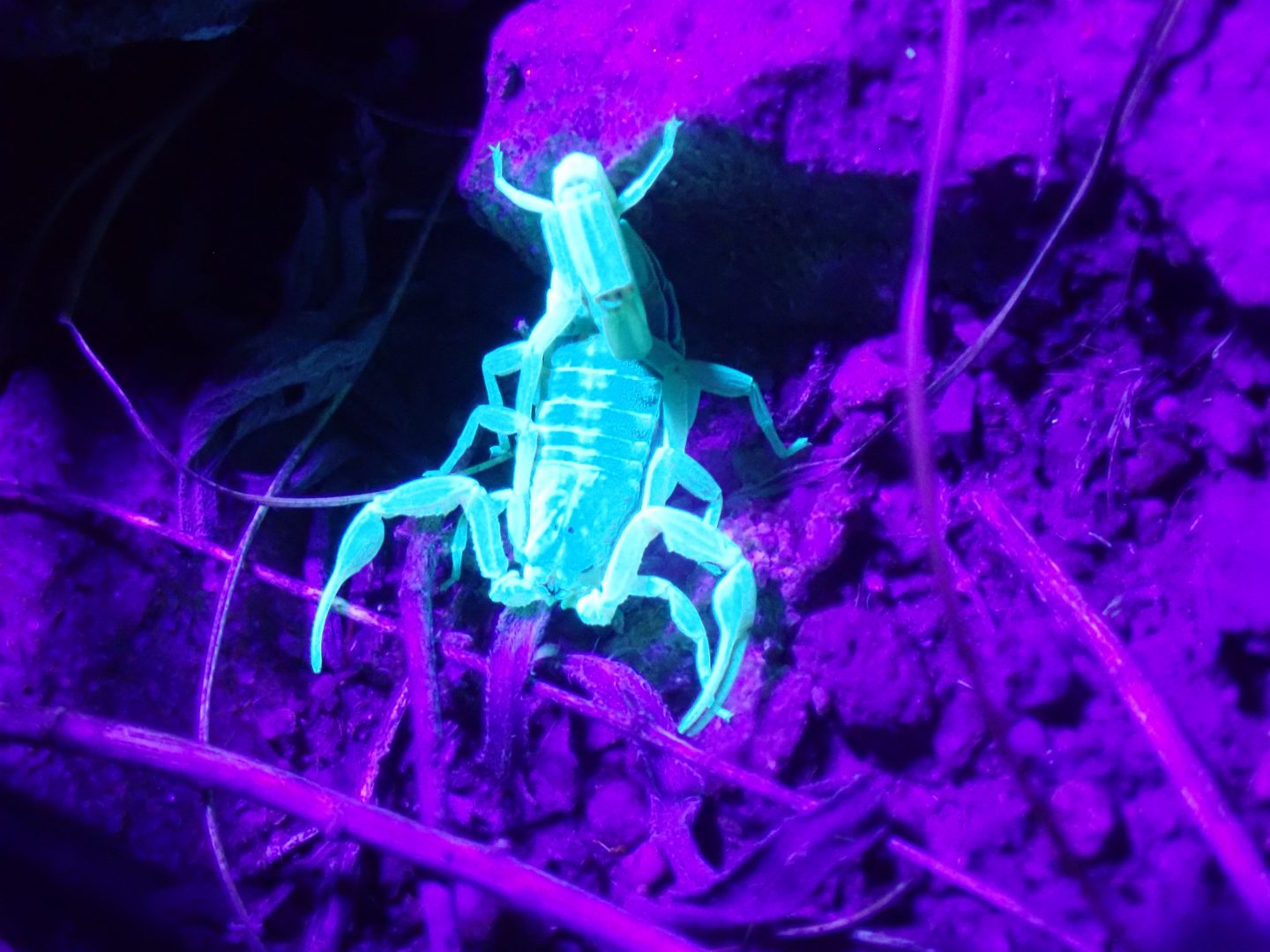 The striped bark scorpion is most active at night and can be observed using ultraviolet light.