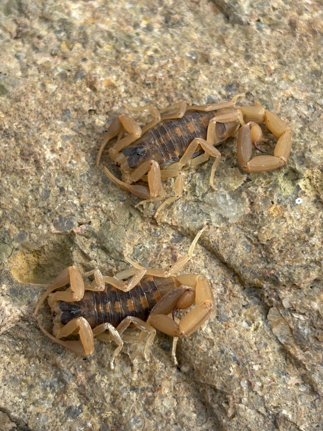 Scorpions hiding under a rock during daylight hours in Franklin County.