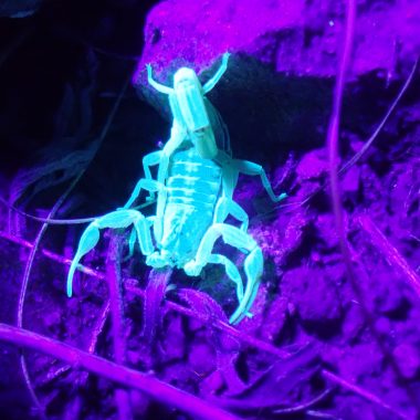 The striped bark scorpion is most active at night and can be observed using ultraviolet light.