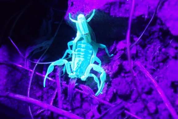 The striped bark scorpion is most active at night and can be observed using ultraviolet light.