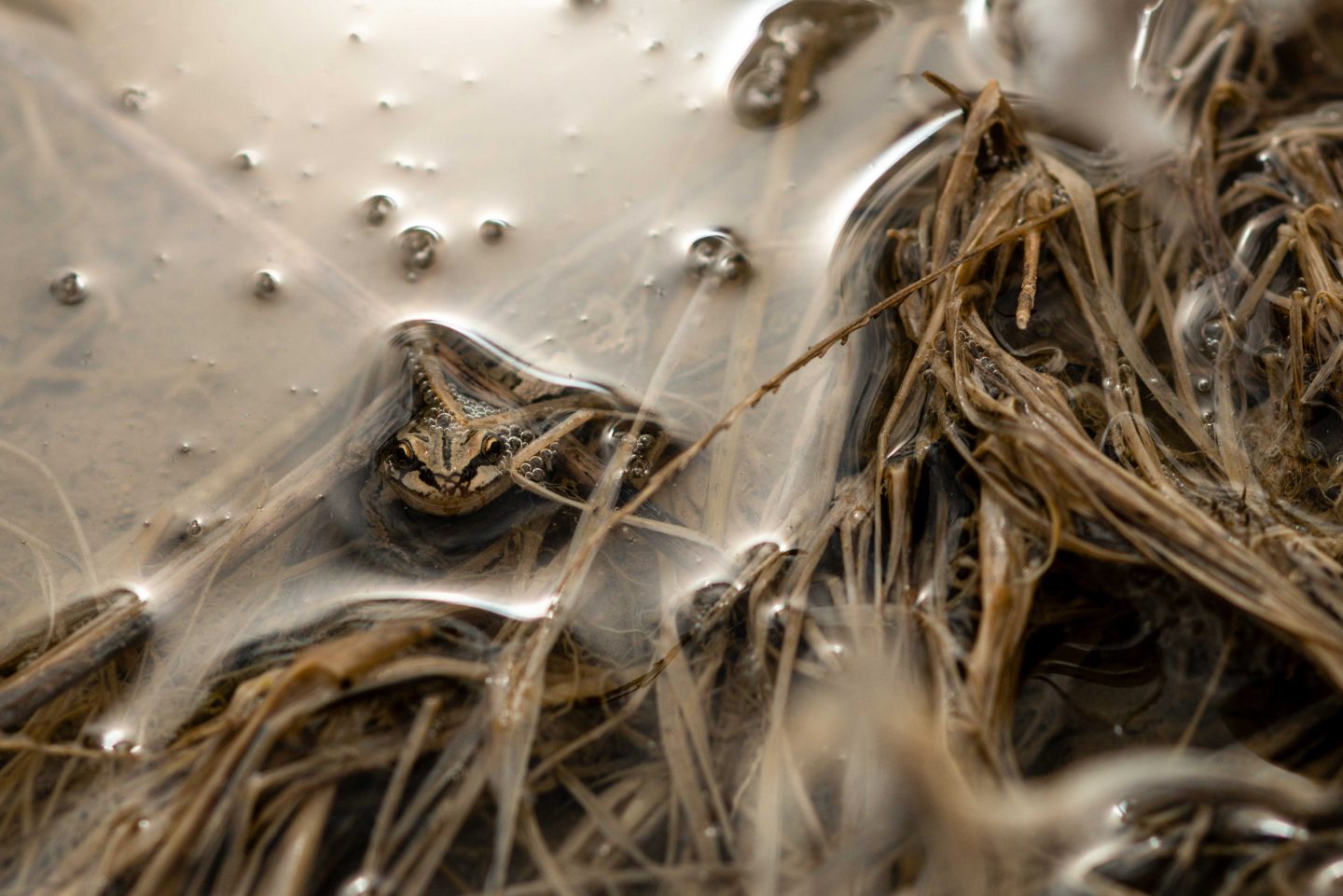 Boreal chorus frog in the water.