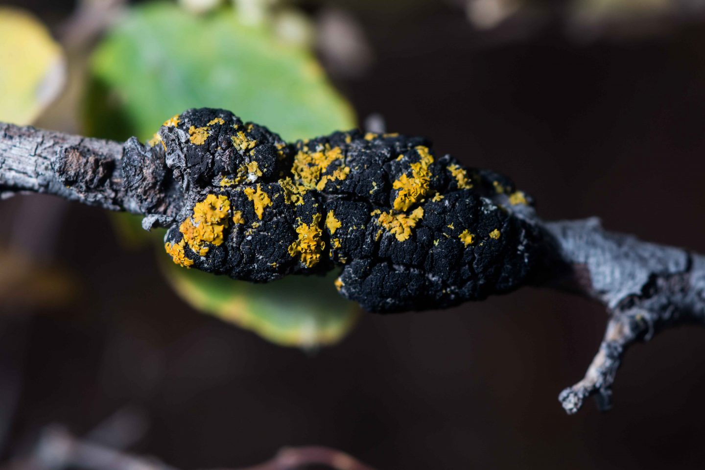 This hooded sunburst lichen is growing on black knot.