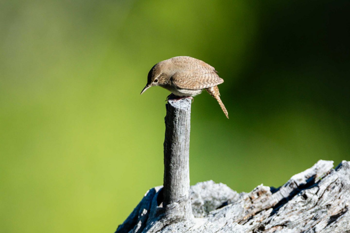 A house wren perches on a cut branch in the Pine Ridge Ranger District of the Nebraska National Forest in Dawes County.
