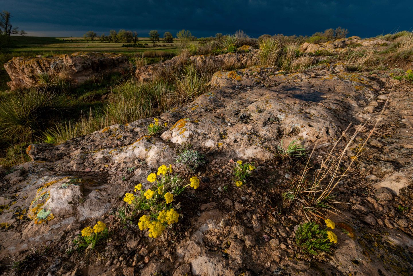 Firedot lichen (Xanthomedoza trachyphylla)
