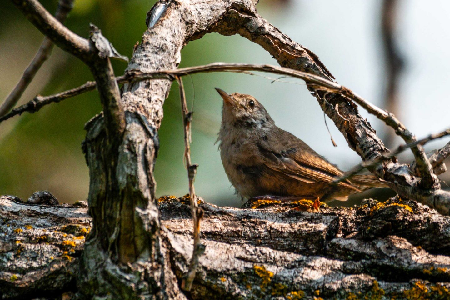 A house wren makes a brief stop along the Jim MacAllister Nature Trail at Smith Falls State Park.