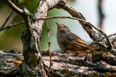 A house wren makes a brief stop along the Jim MacAllister Nature Trail at Smith Falls State Park.