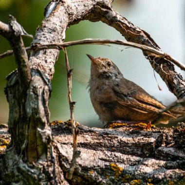 A house wren makes a brief stop along the Jim MacAllister Nature Trail at Smith Falls State Park.