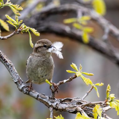 House sparrow