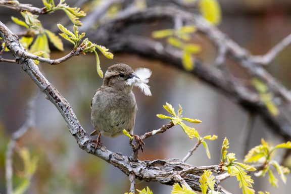 House sparrow