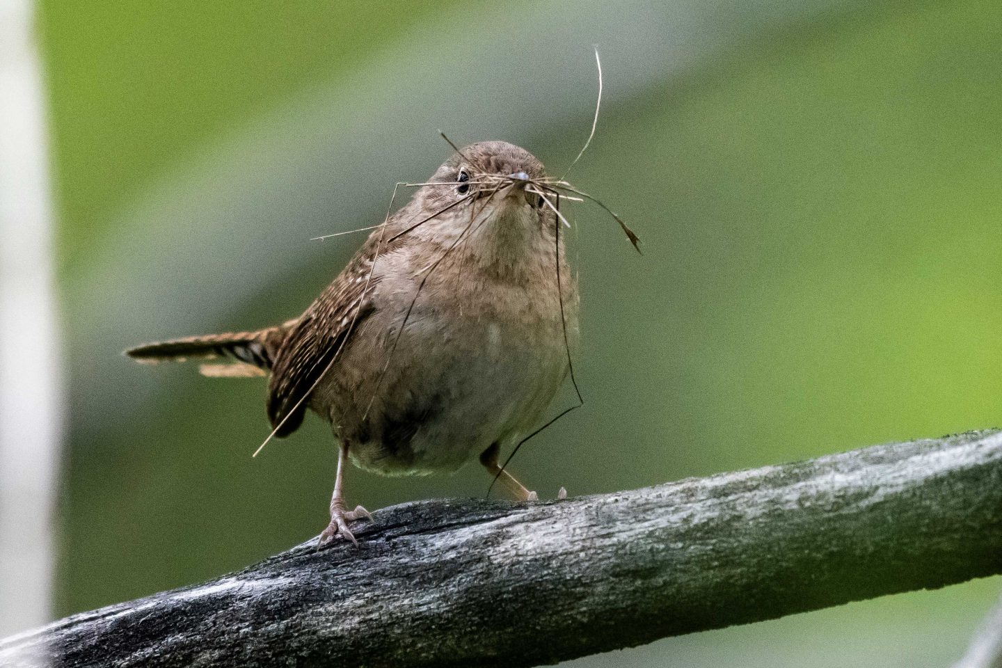 A male house wren gathers nesting materials. Males build numerous nests in spring, hoping one will be suitable for a female.