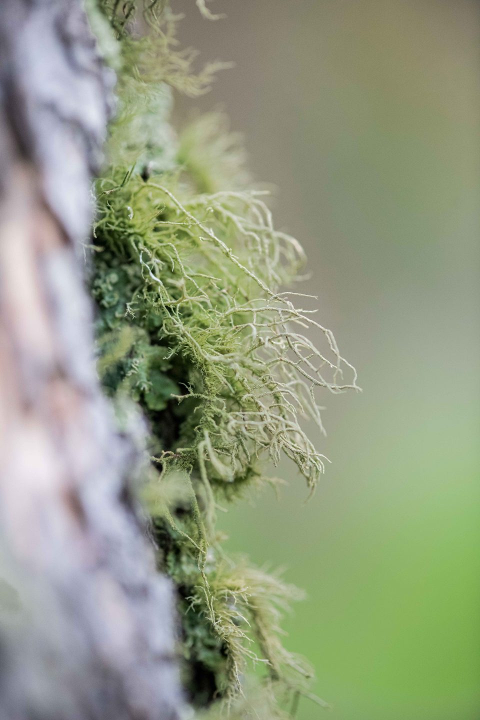 Fuzzy, beard-like lichen.