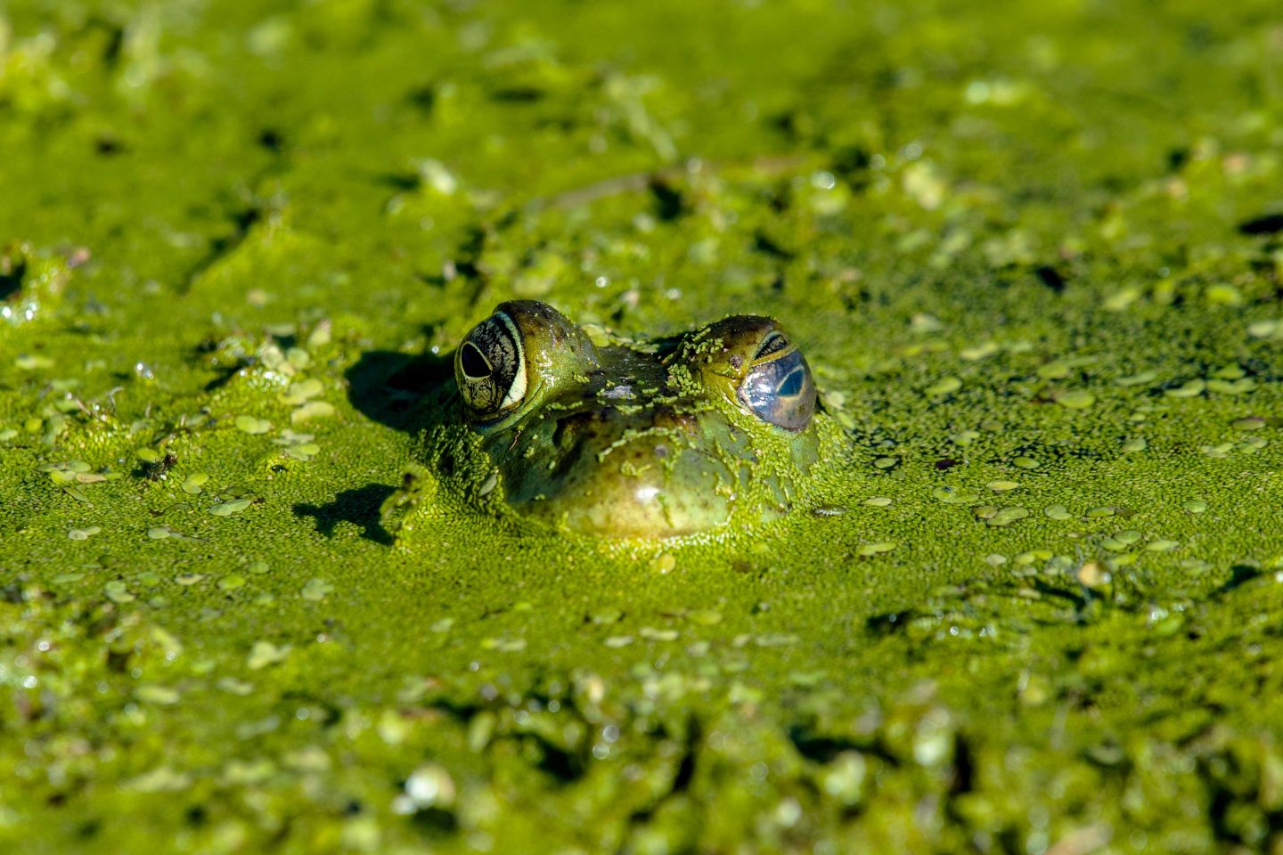 A bullfrog covered in duckweed.