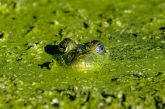A bullfrog covered in duckweed.