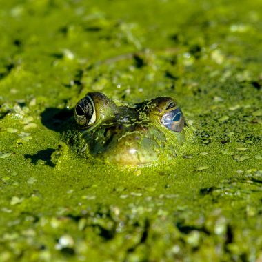 A bullfrog covered in duckweed.