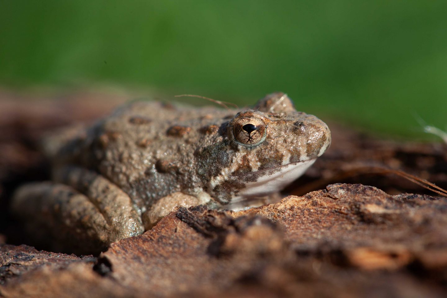 Blanchard's cricket frog