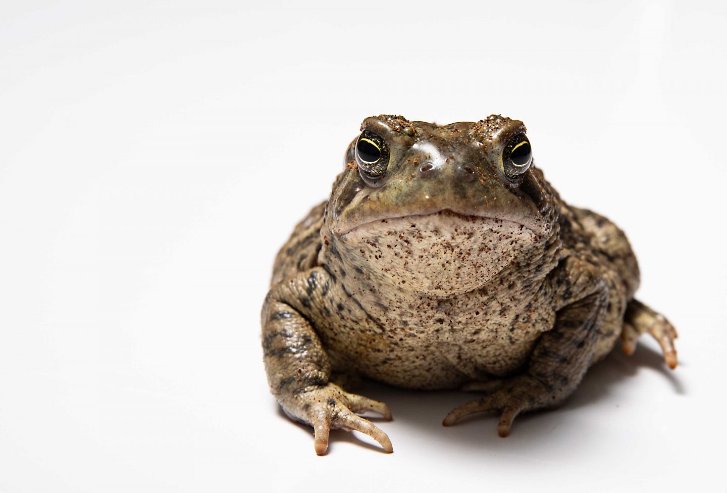Woodhouse’s toad in studio.