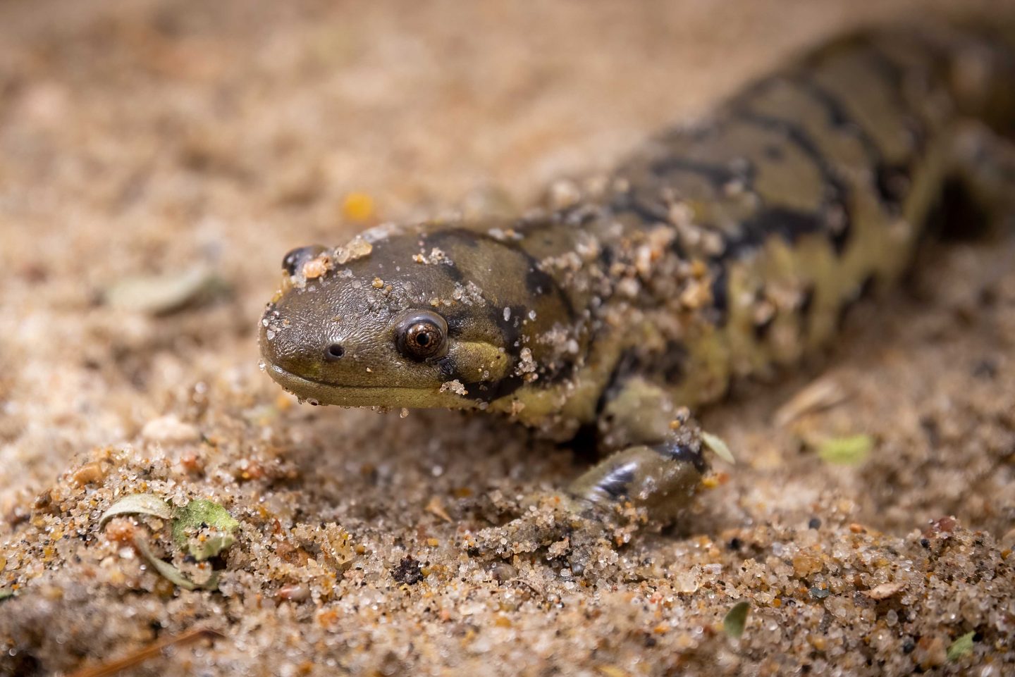 Tiger salamander