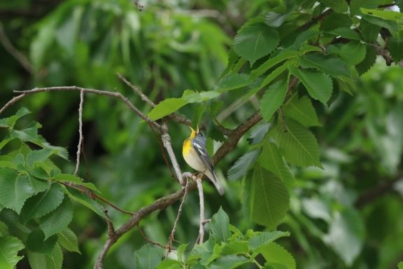 Singing bird in tree.