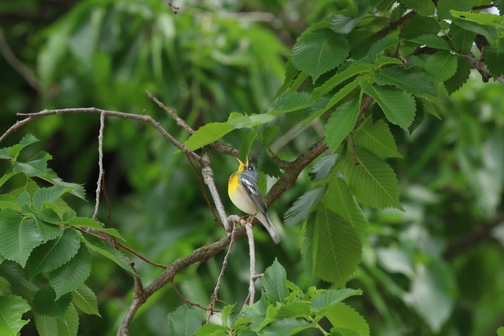 Singing bird in tree.