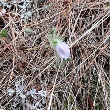 Pasqueflower on a Nebraska hillside just starting to bloom.