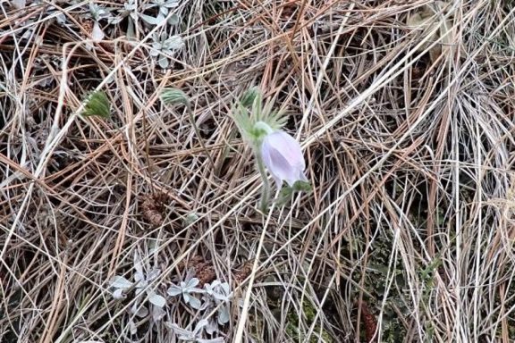 Pasqueflower on a Nebraska hillside just starting to bloom.