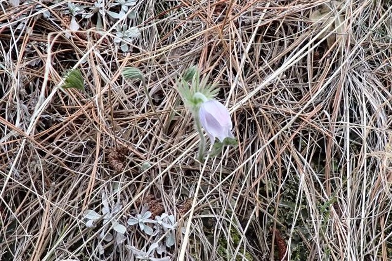 Pasqueflower on a Nebraska hillside just starting to bloom.