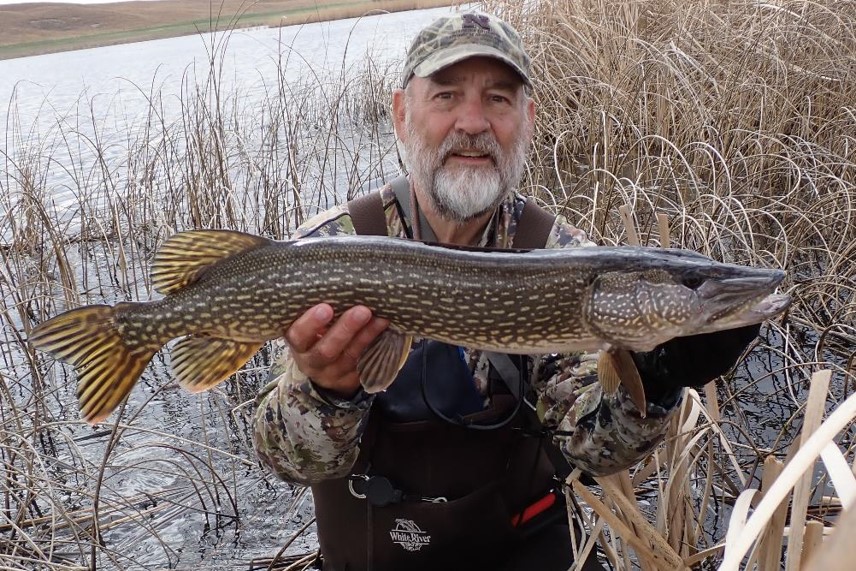 Wading angler holding a northern pike.