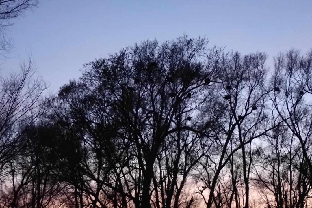 Flock of turkeys in roost trees.