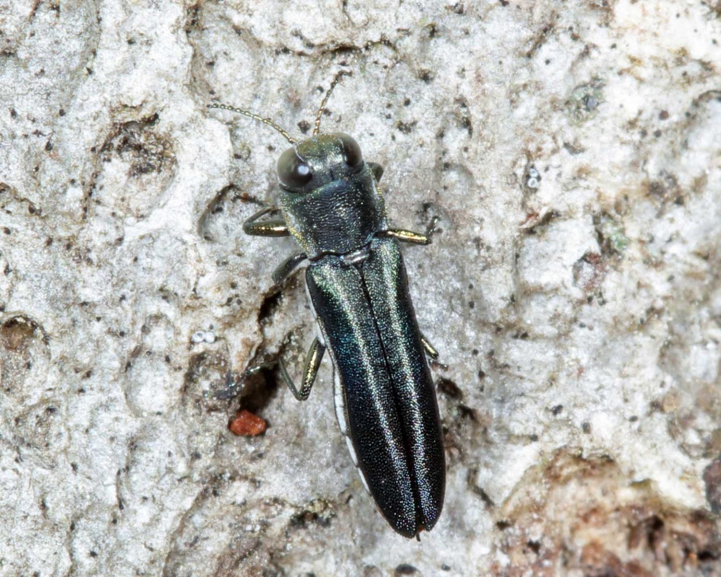 Two-lined Chestnut Borer (Agrilus bilineatus).
