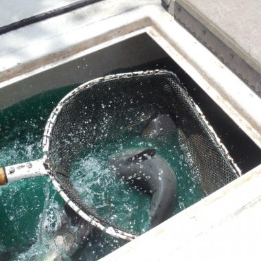 Net full of channel catfish in a hauling tank.