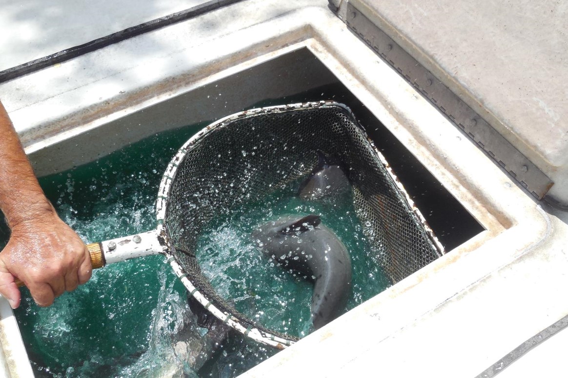 Net full of channel catfish in a hauling tank.
