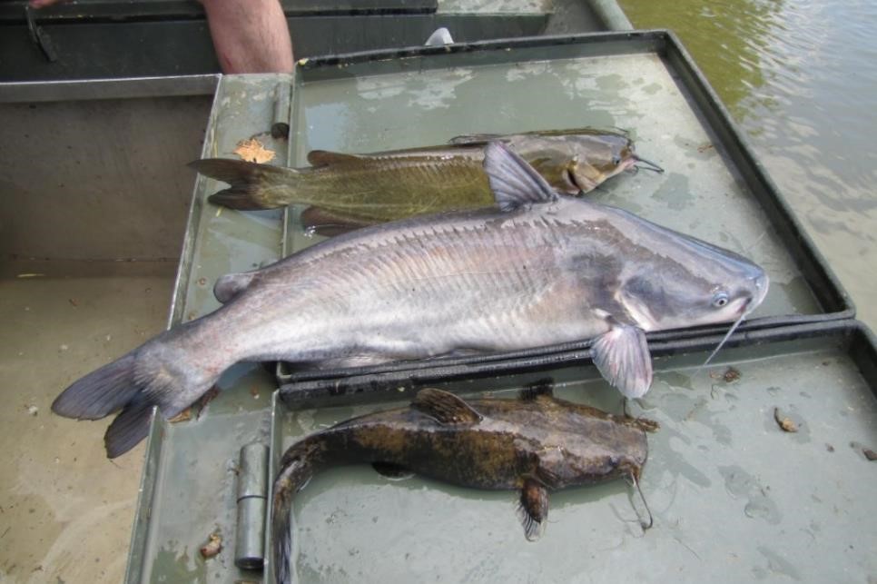 Three catfish on a boat deck.