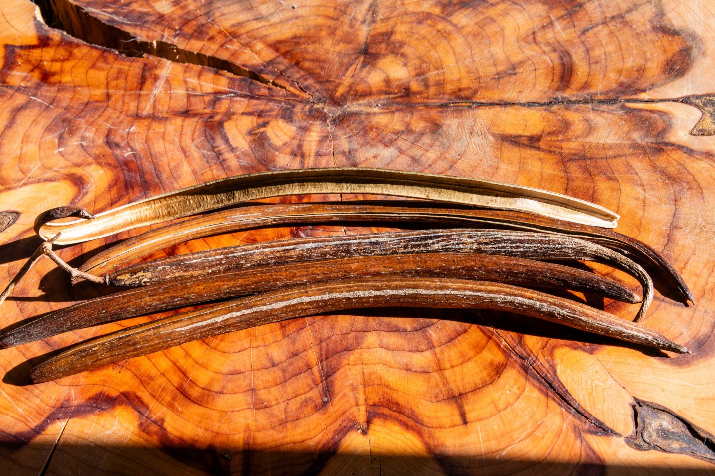 northern catalpa seed pods