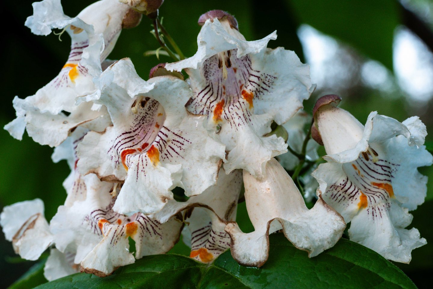 northern catalpa flowers blooming