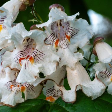 northern catalpa flowers blooming